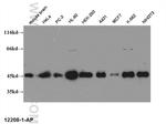 CREB1 Antibody in Western Blot (WB)