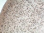 CREB1 Antibody in Immunohistochemistry (Paraffin) (IHC (P))