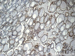 CREB1 Antibody in Immunohistochemistry (Paraffin) (IHC (P))