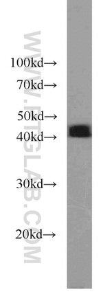 CREB1 Antibody in Western Blot (WB)