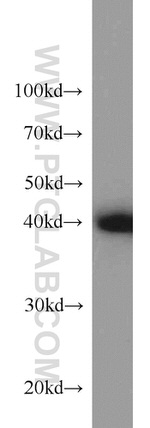 CREB1 Antibody in Western Blot (WB)