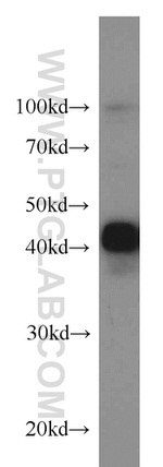 CREB1 Antibody in Western Blot (WB)