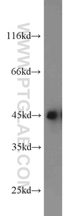 CREB1 Antibody in Western Blot (WB)