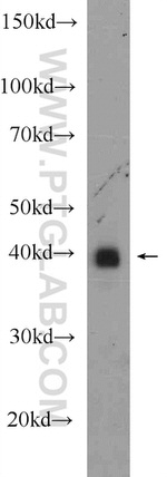 CREB1 Antibody in Western Blot (WB)