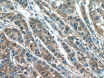 IDH1 Antibody in Immunohistochemistry (Paraffin) (IHC (P))