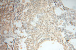 IDH1 Antibody in Immunohistochemistry (Paraffin) (IHC (P))