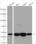 IDH1 Antibody in Western Blot (WB)