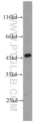 IDH1 Antibody in Western Blot (WB)