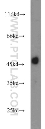 IDH1 Antibody in Western Blot (WB)