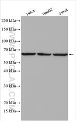 Lamin B1 Antibody in Western Blot (WB)