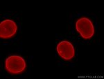 Lamin B1 Antibody in Immunocytochemistry (ICC/IF)