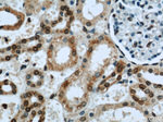 Lamin B1 Antibody in Immunohistochemistry (Paraffin) (IHC (P))