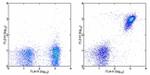 CD19 Antibody in Flow Cytometry (Flow)