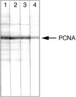 PCNA Antibody in Western Blot (WB)