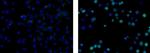 Rat IgG2a kappa Isotype Control in Immunocytochemistry (ICC/IF)