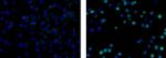 Ki-67 Antibody in Immunocytochemistry (ICC/IF)