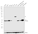 Bcl-2 Antibody in Western Blot (WB)