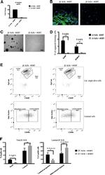 CD29 (Integrin beta 1) Antibody in Immunocytochemistry, Flow Cytometry (ICC/IF, Flow)