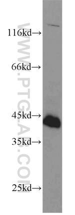 FAS/CD95 Antibody in Western Blot (WB)