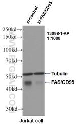 FAS/CD95 Antibody in Western Blot (WB)