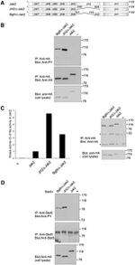 STAT5 alpha Antibody in Western Blot, Immunoprecipitation (WB, IP)