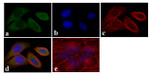 STAT5 alpha Antibody in Immunocytochemistry (ICC/IF)