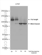 PARP1 Antibody in Western Blot (WB)