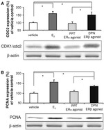 PCNA Antibody in Western Blot (WB)