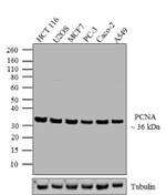 PCNA Antibody in Western Blot (WB)