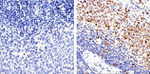 PCNA Antibody in Immunohistochemistry (Paraffin) (IHC (P))