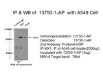 MX1 Antibody in Immunoprecipitation (IP)