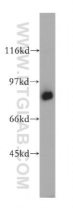 MX1 Antibody in Western Blot (WB)