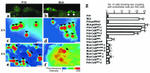 Connexin 26 Antibody in Immunocytochemistry (ICC/IF)