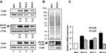 Connexin 26 Antibody in Western Blot (WB)