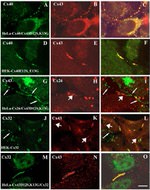 Connexin 26 Antibody in Immunocytochemistry (ICC/IF)