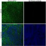 CD11b Antibody in Immunohistochemistry (Paraffin) (IHC (P))