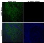 CD45R (B220) Antibody in Immunohistochemistry (Paraffin) (IHC (P))