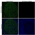 CD45R (B220) Antibody in Immunohistochemistry (Paraffin) (IHC (P))