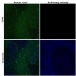 CD45 Antibody in Immunohistochemistry (Paraffin) (IHC (P))