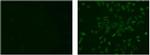 Rat IgG2a kappa Isotype Control in Immunocytochemistry (ICC/IF)