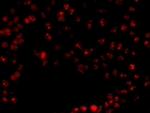 Ki-67 Antibody in Immunocytochemistry (ICC/IF)