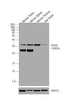 PCNA Antibody in Western Blot (WB)