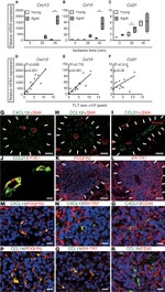 Ki-67 Antibody in Immunohistochemistry (Paraffin) (IHC (P))