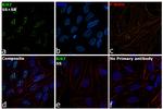 Ki-67 Antibody in Immunocytochemistry (ICC/IF)