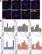 Ki-67 Antibody in Immunohistochemistry (IHC)