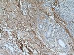 Collagen Type I Antibody in Immunohistochemistry (Paraffin) (IHC (P))