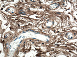 Collagen Type I Antibody in Immunohistochemistry (Paraffin) (IHC (P))