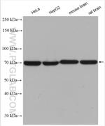 SDHA Antibody in Western Blot (WB)