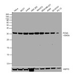 PCNA Antibody in Western Blot (WB)