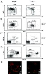 CD45R (B220) Antibody in Flow Cytometry (Flow)